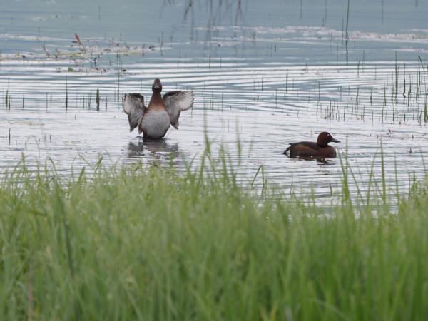 <h3>Aythya&nbsp;nyroca / Ferruginous&nbsp;duck / Witoogeend</h3>OM-1 Mark II met OLYMPUS M.150-400mm F4.5, 1/2000 sec  bij F4.5, ISO 500, afstand 108&nbsp;m
